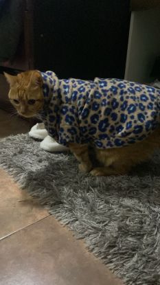 Imagen de Abrigo de mascota